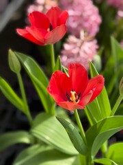 Spring Tulip Flowers Bloom Bright Under Sunlight in a Garden Filled With Various Plants and Colorful Petals