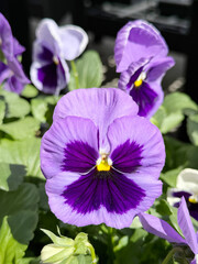 Spring Pansies Flowers Bloom With Purple Petals and Rich Colors in a Sunny Garden Setting