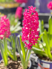 Bright Pink Hyacinth Flowers Bloom in Spring While Surrounded by Green Leaves at a Garden Center in Sunshine
