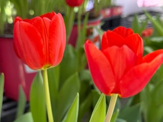 Spring Brings Red Tulip Flowers and Green Leaves in a Sunny Garden With Blooming Plants