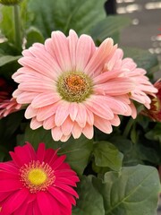 Sunflower Plants With Pink and Red Blooms in Spring Season Showing Natural Growth in a Garden Setting