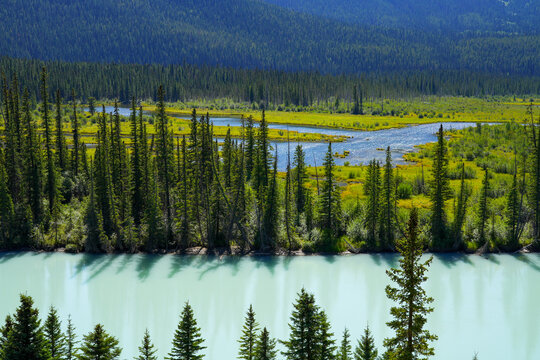 Backswamp next to the Bow River in Banff National Park, Alberta, Canada