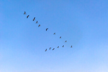 Obraz premium geese in the sky