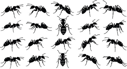 Collection of black ant silhouettes, various insect species, colony workers crawling, pest control icons, nature design elements, isolated vector set, garden insects, small animal shapes © JONI