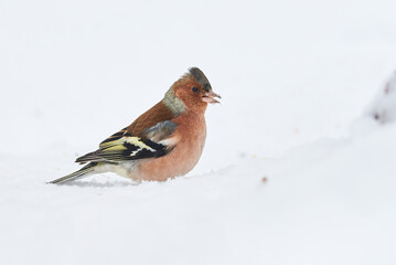 Common Chaffinch bird eating seeds from the ground in winter season ( Fringilla coelebs )