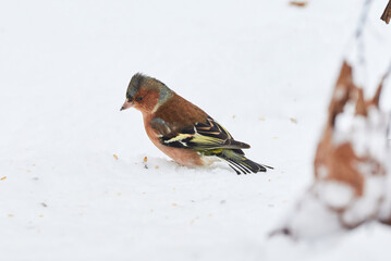 Common Chaffinch bird eating seeds from the ground in winter season ( Fringilla coelebs )