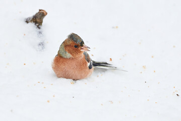 Common Chaffinch bird eating seeds from the ground in winter season ( Fringilla coelebs )