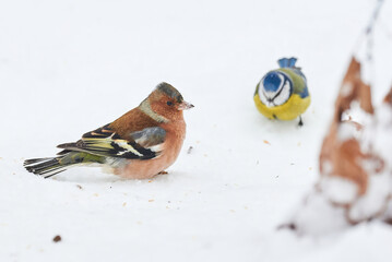 Common Chaffinch bird eating seeds from the ground in winter season ( Fringilla coelebs )