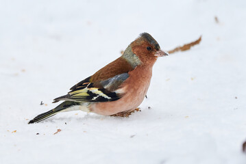 Common Chaffinch bird eating seeds from the ground in winter season ( Fringilla coelebs )