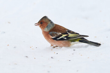 Common Chaffinch bird eating seeds from the ground in winter season ( Fringilla coelebs )