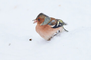 Common Chaffinch bird eating seeds from the ground in winter season ( Fringilla coelebs )