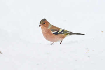 Common Chaffinch bird eating seeds from the ground in winter season ( Fringilla coelebs )