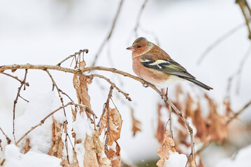 Common Chaffinch bird eating seeds from the ground in winter season ( Fringilla coelebs )