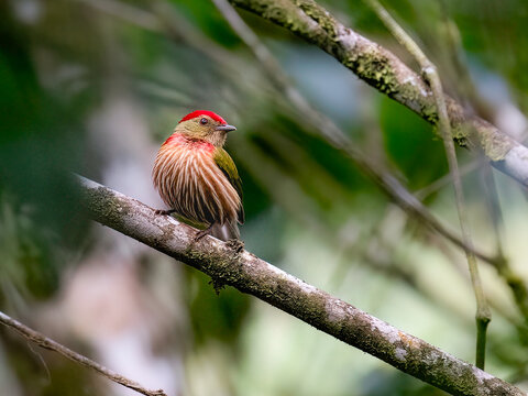 Male Striolated Manakin Perched on Branch in Tropical Rainforest