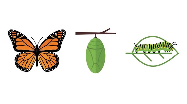 A monarch butterfly lifecycle stages illustration. The image depicts the butterfly, chrysalis and caterpillar 
