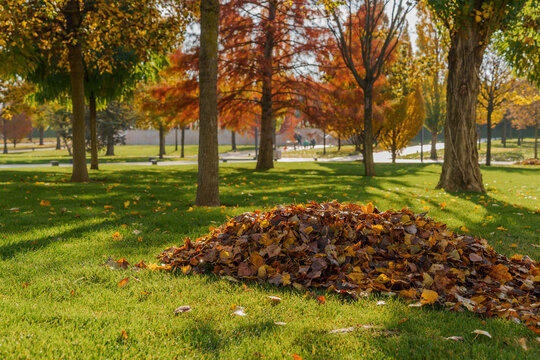 Leaf pile rests under trees on sunny park lawn with warm autumn colors creating peaceful outdoor background for seasonal concept.