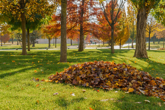 Leaf pile spreads across green lawn in park with vibrant autumn trees providing spacious seasonal scenery for ecology and cleanup concept.