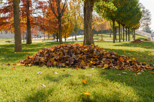 Leaf mound sits at edge of green lawn in park with colorful trees and long shadows supporting autumn cleanup and wellbeing concept.