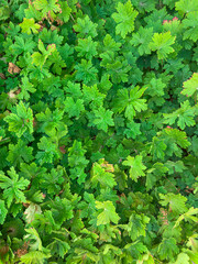 Fototapeta premium Green leaves grow in a garden during summer
