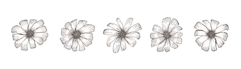 Daisy sketch of black outline ink pen engraved chamomile flowers set. Floral hand drawn engraving gerbera blossoms for vintage botanical pattern design, greeting card decoration, tattoo, logo © Tatahnka