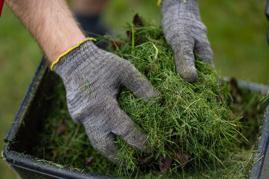Close up of gardener hands in protective gloves collecting freshly cut grass after lawn mowing with lawnmower into garden container. Yard maintenance, landscaping service and seasonal garden care