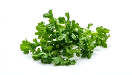 Fototapeta premium Newly harvested chicory head on white background