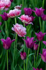 Fototapeta premium Tulips growing in garden. Pink and purple spring flowers in park.