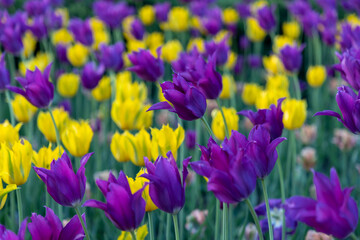 Obraz premium Tulips in spring garden. Purple and yellow flower field in park.