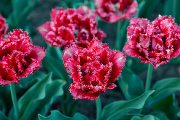 Double Fringed Tulips, peony-like blooms with fringed edges. Textured red flower with white edges.