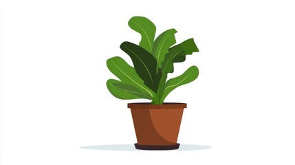 Fototapeta premium A potted plant with large green leaves.