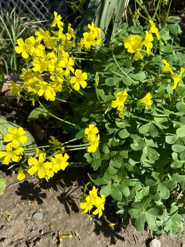 Bright Yellow Bermuda Buttercups: Gorgeous yellow sourgrass flowers, also known as oxalis pes-caprae, blooming in bright sunlight as a common yet beautiful wild edible plant.