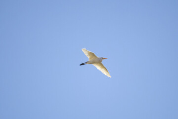 Obraz premium Airone