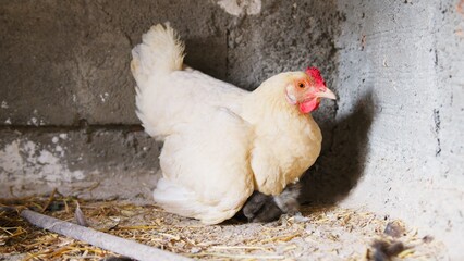 White hen defends her chicks to raise them in an organic chicken coop © Polonio Video