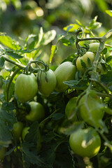 Green unripe fruits of Solanum lycopersicum growing on vine in organic garden at sunset. Sustainable agriculture, horticulture cultivation and natural farming production