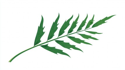 Fototapeta premium Green leafy branch with serrated edges on white background.