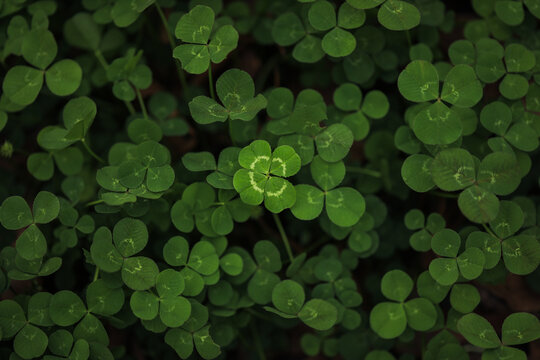 Found a good luck four leaf clover standing out from meadow of green clovers. Unique discovery of a rare 4 leaf clover for St Patricks day charm or to symbolize luck, good fortune, or prosperity.