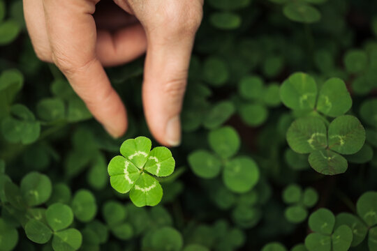 Holding a good luck four leaf clover standing out from meadow of green clovers. Unique discovery of a rare 4 leaf clover for St Patricks day charm or to symbolize luck, good fortune, or prosperity.