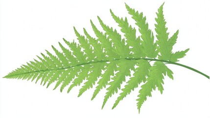 Isolated green fern leaf on white background.