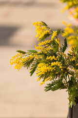 vertical close up of blooming mimosa branch with yellow flowers and soft blurred background, Mimosa festival