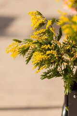 vertical close up of blooming mimosa branch with yellow flowers and soft blurred background, Mimosa festival