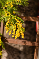 vertical close up of blooming mimosa branch with yellow flowers and soft blurred background, Mimosa festival