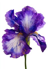 Vibrant purple iris bloom with delicate white and gold markings