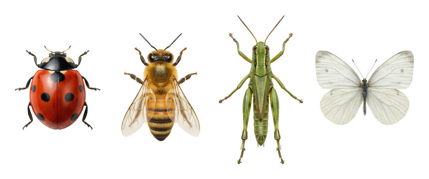 Insect showcase ladybug bee grasshopper butterfly nature isolated on transparent background
