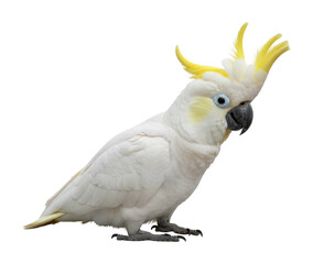 Cockatoo bird displaying unique feathers nature isolated on transparent background