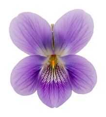 Obraz premium Delicate purple orchid bloom botanical garden flower isolated on transparent background