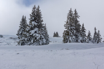 Landscape of Vitosha Mountain, Bulgaria