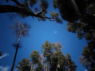 Obraz premium Vista desde abajo de un bosque con cielo azul