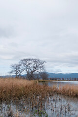 どんよりとした曇り空の湖　枯れたヨシ　滋賀県草津市 平湖