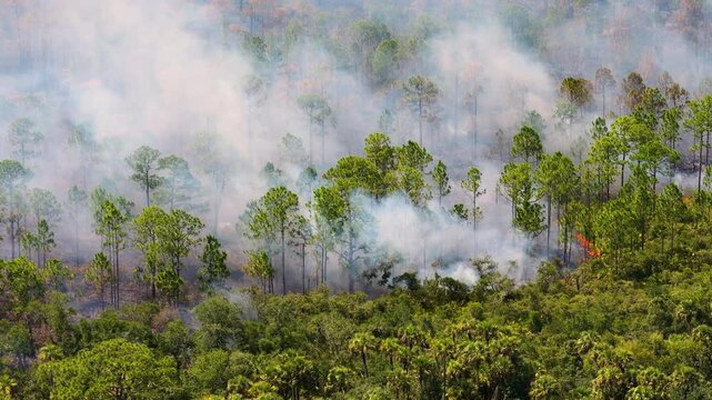 Controlled prescribed burn in Florida forest, with low flames consuming dry underbrush and smoke drifting steadily above the trees