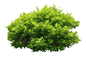 Obraz premium A vibrant, lush green bush with dense foliage and a rounded shape